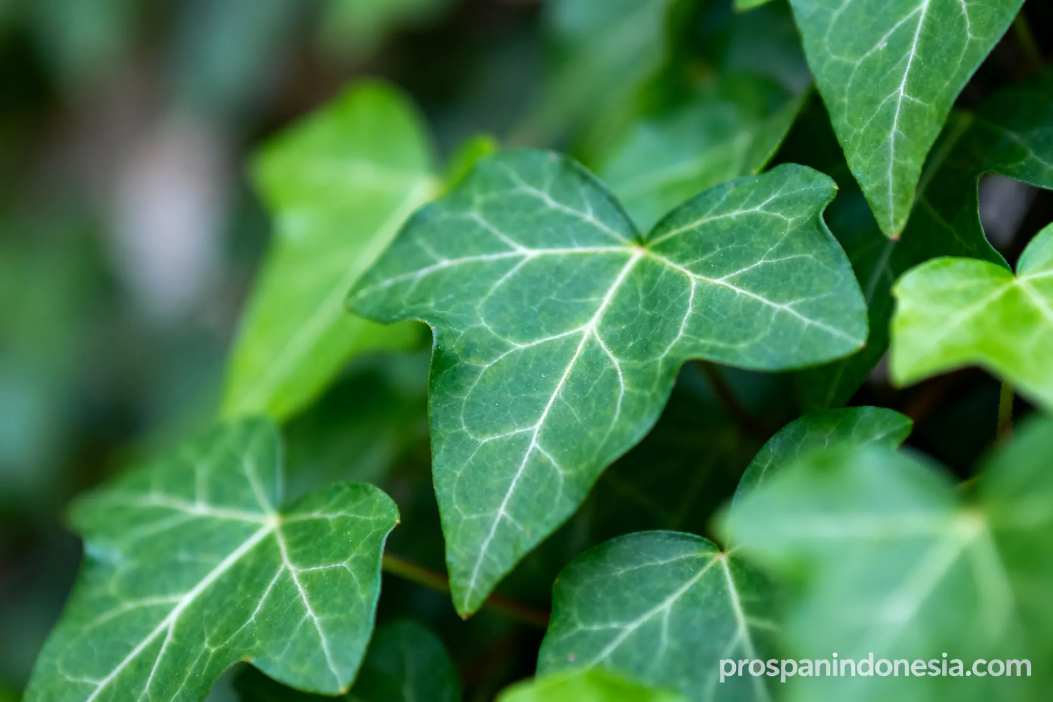 7 Manfaat Khasiat Daun Ivy untuk Pernapasan